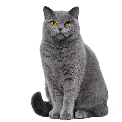 Decorative Cat