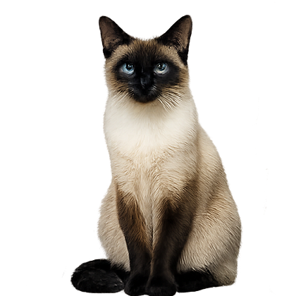 Decorative Cat