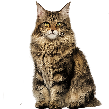 Decorative Cat