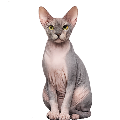 Decorative Cat