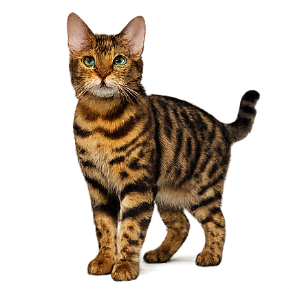 Decorative Cat