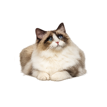 Decorative Cat