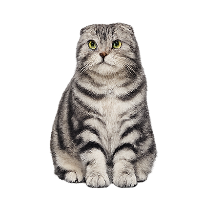 Decorative Cat