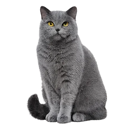 Cat Oracle Avatar